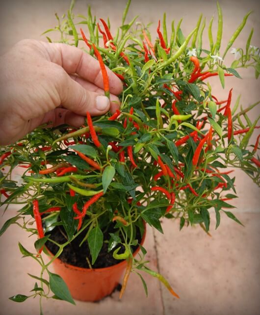 Cách trồng ớt và kỹ thuật chăm sóc cho cây ớt sai quả