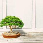 Những cây cảnh bonsai phổ biến ở việt nam