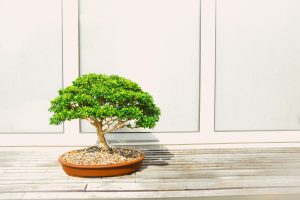 Những cây cảnh bonsai phổ biến ở việt nam