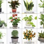 top 10 cây cảnh được ưa chuộng hiện nay