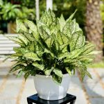 Cây Ngọc Ngân – Vừa Đẹp, Vừa Giữ Tiền, Vừa Hợp Mọi Không Gian cây ngọc ngân