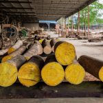 Vn-WoodID – Giải Pháp Công Nghệ Nhận Diện Gỗ Chính Xác, Minh Bạch Chuỗi Cung Ứng vn-woodid-cong-cu-dot-pha-giup-nhan-dien-go-minh-bach-chuoi-cung-ung-toan-cau-155001_513-104200