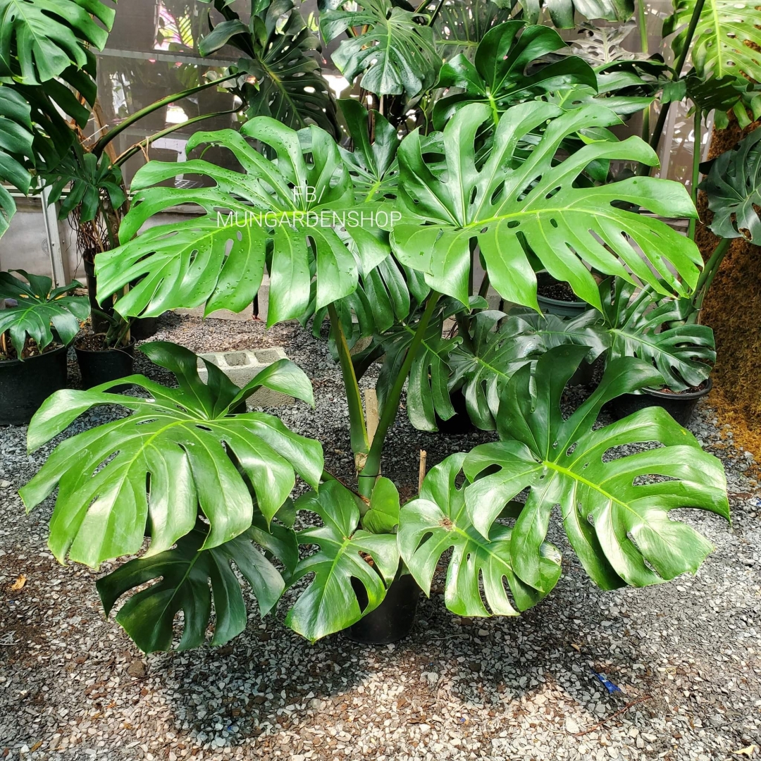 Trầu Bà Nam Mỹ (Monstera Deliciosa)