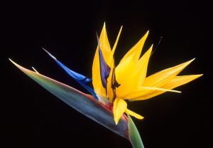 Thiên Điểu (Bird of Paradise)