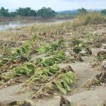 a-5-221151_44-162202