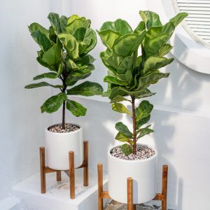 Bàng Singapore (Fiddle Leaf Fig)