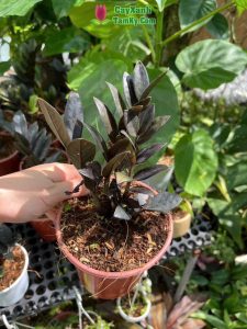 Kim Tiền Đen (ZZ Plant 'Raven'