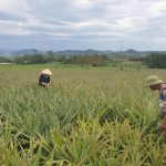 Ứng dụng Công Nghệ Sinh Học Trong Nông Nghiệp: Bước Đột Phá Vì Sự Phát Triển Bền dua-033337_736-110645