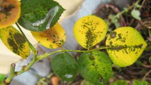 Cây Bị Vàng Lá: 5 Nguyên Nhân Phổ Biến và Cách "Cấp Cứu" Hiệu Quả