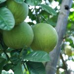 Trồng Bưởi Đại Minh Hữu Cơ: Hướng Đi Bền Vững Cho Nông Nghiệp Sạch z7047625081086_feca7927a316212b095d8c8b84557ac1-092828_41-163011
