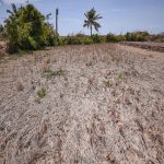 Ứng Phó Với Biến Đổi Khí Hậu: Giải Pháp Chọn Tạo Giống Cây Trồng Chịu Hạn Và Mặn bai-tet-duong-giai-phap-tu-giong-duoc-chon-tao-bang-cong-nghe-sinh-hoc-151026_875-053513