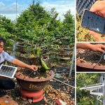 Ứng Dụng Công Nghệ IoT và Năng Lượng Xanh Trong Trồng Mai Vàng: Bí Quyết Tăng Th vuon-mai-huu-duc0-163951_985-170523