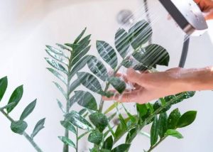 Bao lâu nên lau lá cây một lần?