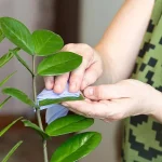 Vì sao lá cây luôn bám bụi? Có nên lau lá định kỳ không?