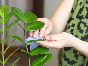 Lá cây bám bụi là hiện tượng bình thường hay cây đang gặp vấn đề? 