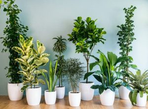 Vì sao lá cây luôn bám bụi?
