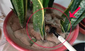 Vì sao đất bị chai cứng và điều đó ảnh hưởng đến cây ra sao?