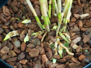 Vỏ thông – tăng độ thoáng và giữ cấu trúc