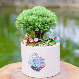 Chưa vội thay chậu nếu cây vẫn đang ổn