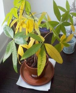 Cây mới mua bị rũ lá hoặc vàng lá có đáng lo? 