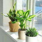 Cách chăm cây mới mua về để cây không bị sốc