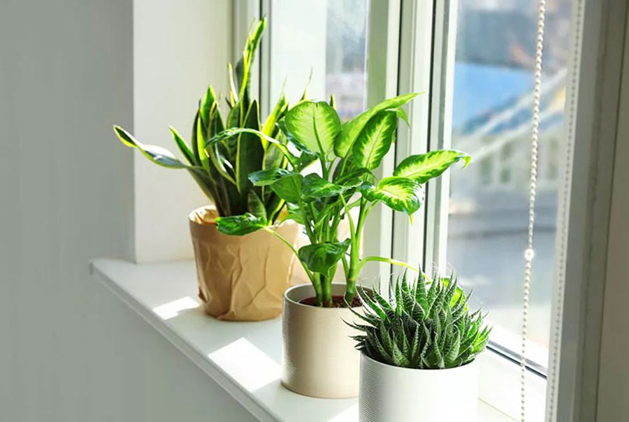 Cách chăm cây mới mua về để cây không bị sốc