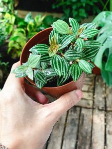 Cây peperomia