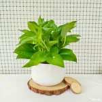 cay-trau-ba-xanh-de-ban