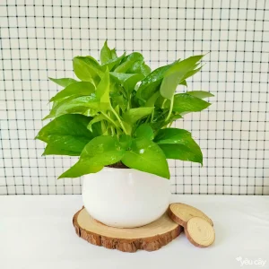Cây trầu bà