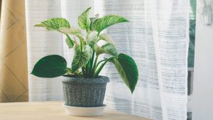 Chọn khu vực đặt cây mới phù hợp