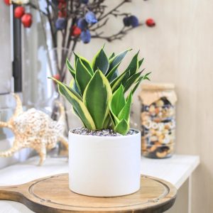 Cách chăm sóc cây lưỡi hổ trong nhà 